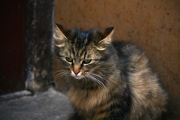 Image showing Cat