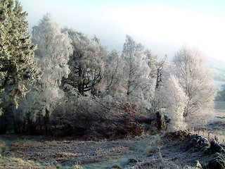 Image showing frosty woods