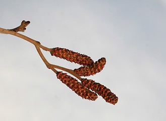 Image showing Catkins in spring