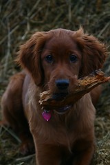 Image showing Irish setter with piece of wood