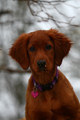 Image showing Irish setter