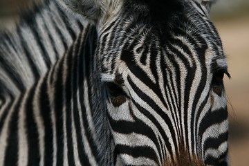 Image showing Zebra