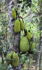 Image showing Jackfruit on a tree