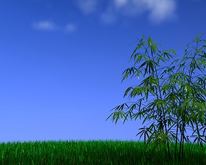 Image showing bamboo on grass