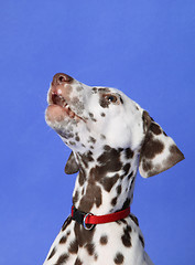 Image showing Dalmation