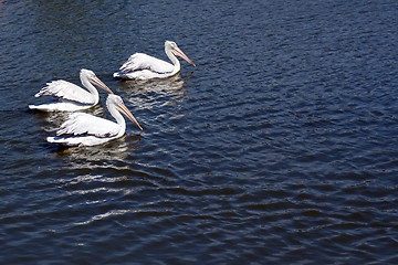 Image showing Three pelicans