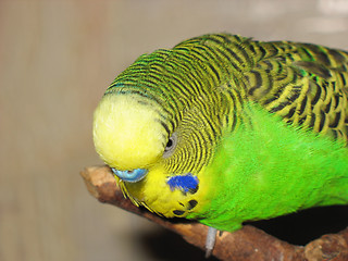 Image showing Australian Green Parrot