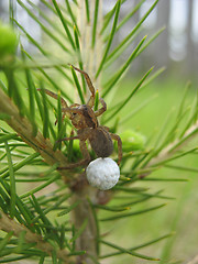 Image showing Spider Brings Future Progeny