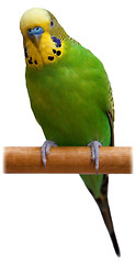 Image showing Australian Green Parrot isolated