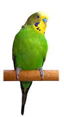 Image showing Australian Green Parrot isolated