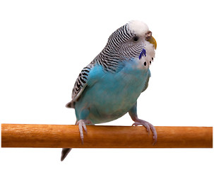 Image showing Australian Blue Parrot isolated