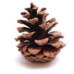 Image showing Old Dry Pinecone isolated 2