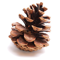 Image showing Old Dry Pinecone isolated 1