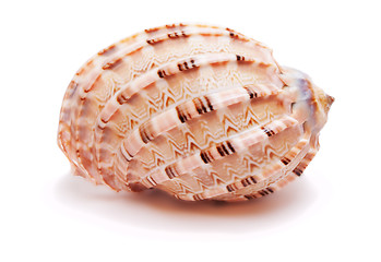 Image showing Pink Seashell isolated