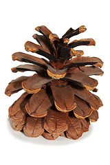 Image showing Old Dry Pinecone isolated 3