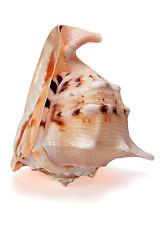 Image showing Cassis cornuta Seashell isolated 2
