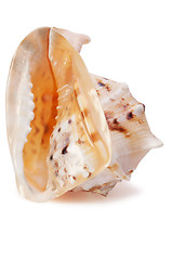Image showing Cassis cornuta Seashell isolated 3