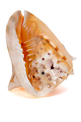 Image showing Cassis cornuta Seashell isolated