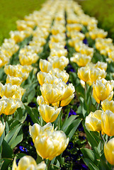 Image showing Yellow tulips row