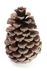 Image showing Big Dry Pinecone isolated on the white