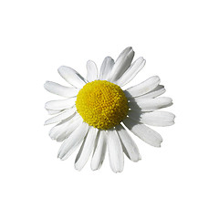 Image showing Garden White Daisy isolated