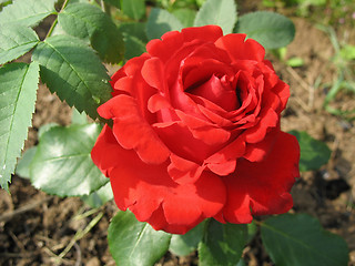 Image showing Garden Red  Rose