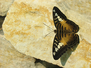 Image showing Brown Butterfly on the Stone