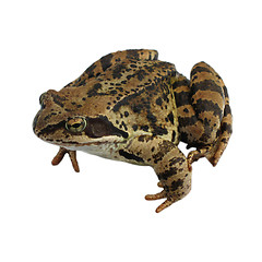 Image showing Brown Frog isolated