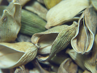 Image showing Cardamom pods