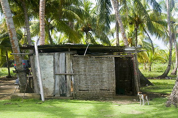 Image showing storage shed in jungle architecture big corn island nicaragua