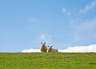 Image showing Sheep