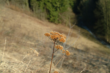 Image showing Withered plant