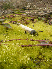 Image showing Spring Nature