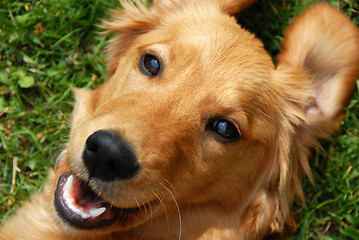 Image showing Golden retriever smiling