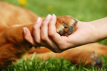 Image showing Dog paw and hand shaking