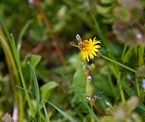 Image showing Bee on yellow flower