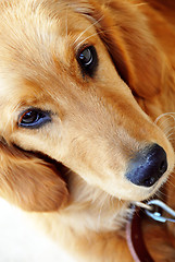 Image showing Golden retriever portrait