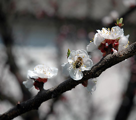 Image showing Apricot tree