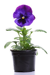 Image showing plastic pots with blue purple pansy isolated over white