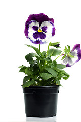 Image showing plastic pots with blue purple pansy isolated over white