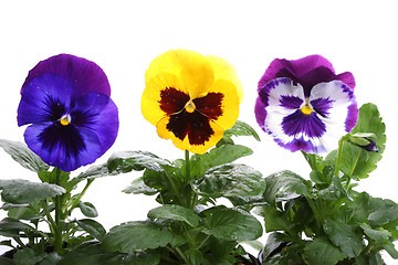 Image showing yellow blue purple pansy isolated over white