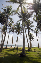 Image showing coconut tree grove by caribbean sea corn island