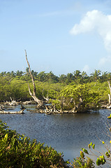 Image showing fresh water swamp big corn island nicaragua