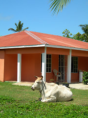 Image showing large farm animal bull on house property big corn island nicarag