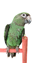 Image showing Jardine Parrot