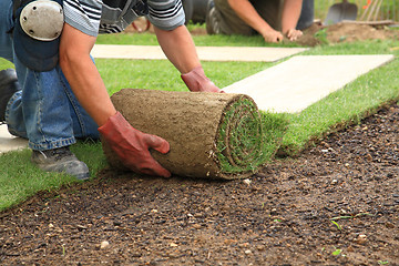 Image showing Laying sod for new lawn