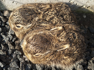 Image showing Two newborn hare kittens