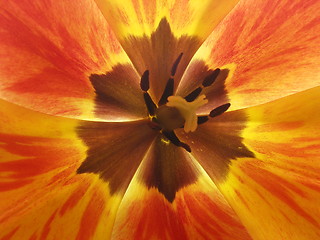 Image showing tulip