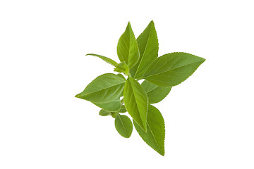 Image showing green leaf