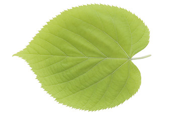 Image showing green leaf